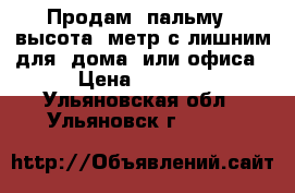 Продам  пальму   высота  метр с лишним для  дома  или офиса › Цена ­ 3 000 - Ульяновская обл., Ульяновск г.  »    